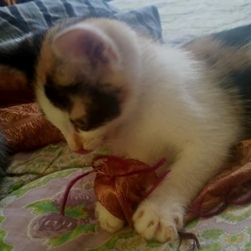 Patchouli **2nd Chance Cat Rescue**