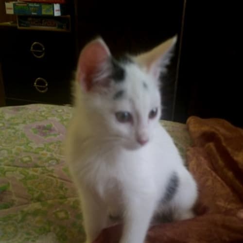 Banana **2nd Chance Cat Rescue**
