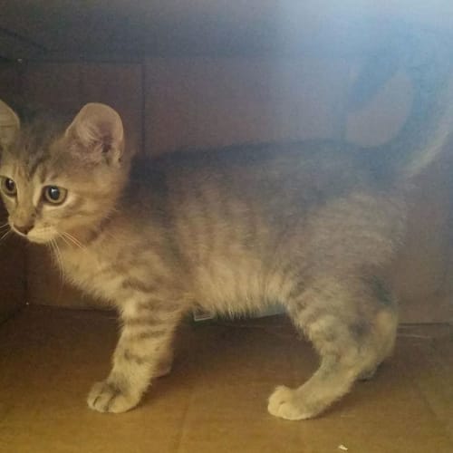 Ardun **2nd Chance Cat Rescue**