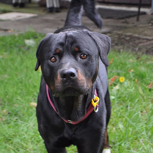 Aldo ** A Pure Breed Rottweiler **