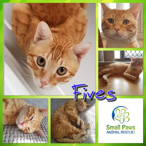 Fives