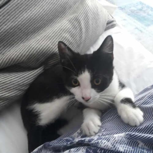 Blackie