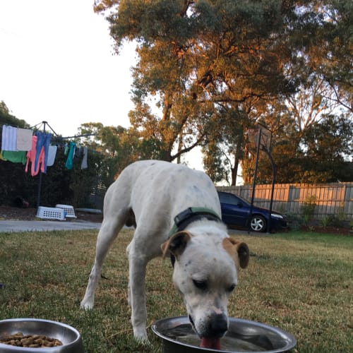 Sooky *** fine with the cat, older kids and dogs