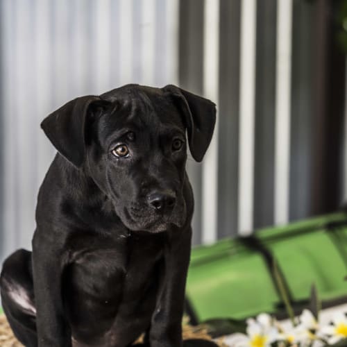 Squiggle ~ Labrador x (on trial 6-5-2018)