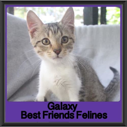 Galaxy 