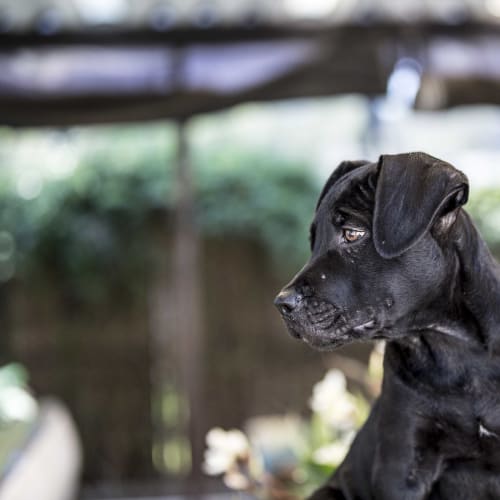 Samson ~ Labrador x (on trial 13/5/2018)