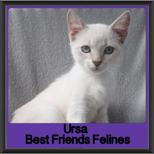 Ursa 