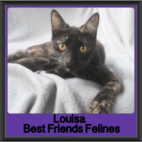 Louisa