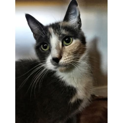 Mittens the Wardrobe Cat 