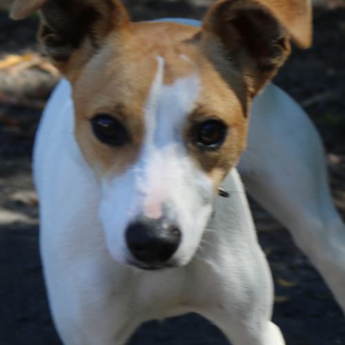 Piper