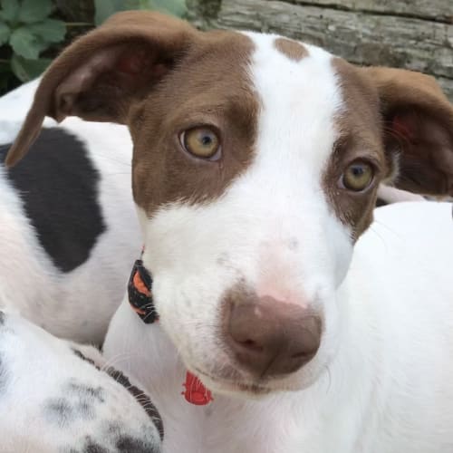 Pepper