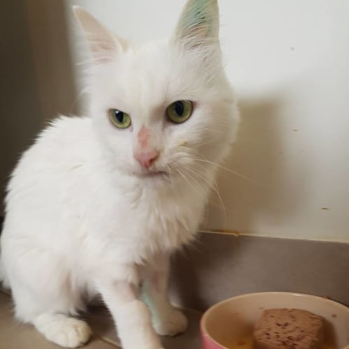 Lumos **2nd Chance Cat Rescue**