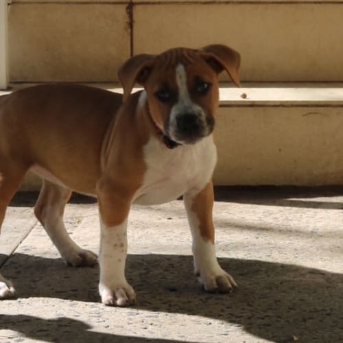 Penny