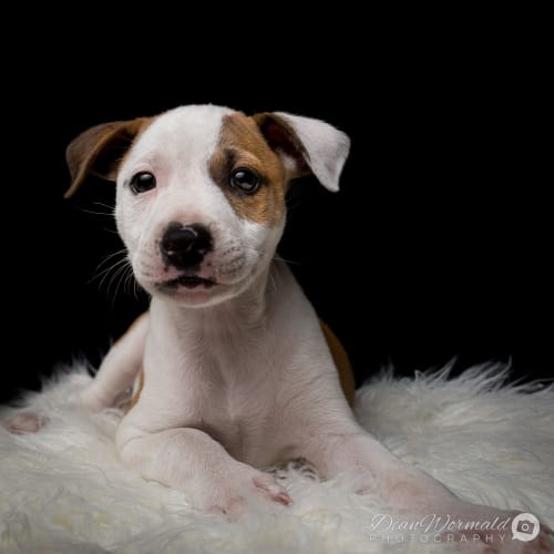 Primus ~ Staffy x Jack Russell (on trial 5-4-18)