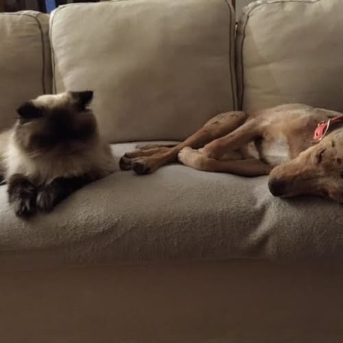 Rookie  .. cat and child friendly
