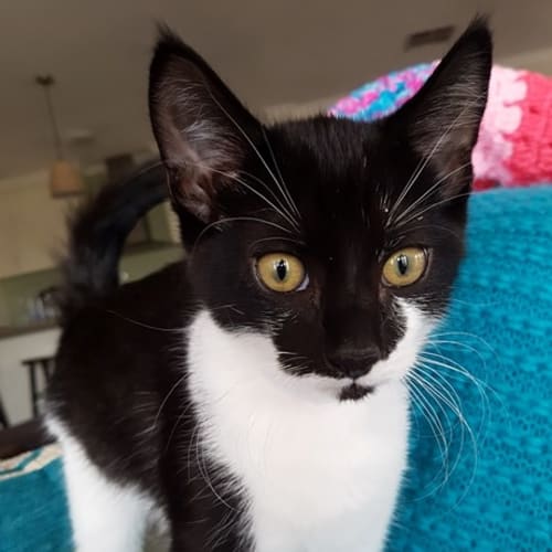 Takoda **2nd Chance Cat Rescue**