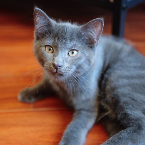 Taro