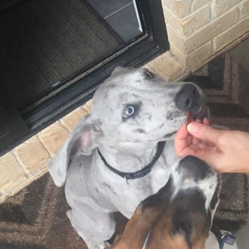 Misty *Foster carer needed*