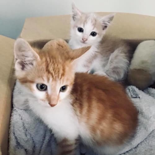Pye