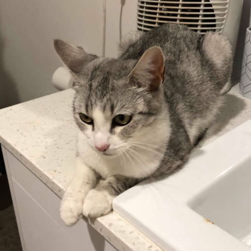Lulu