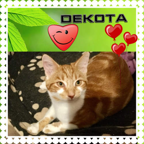 Dakota 