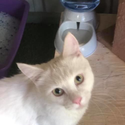Kasper