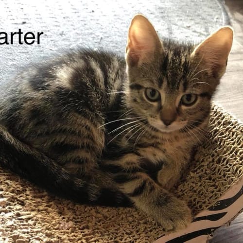 Karter