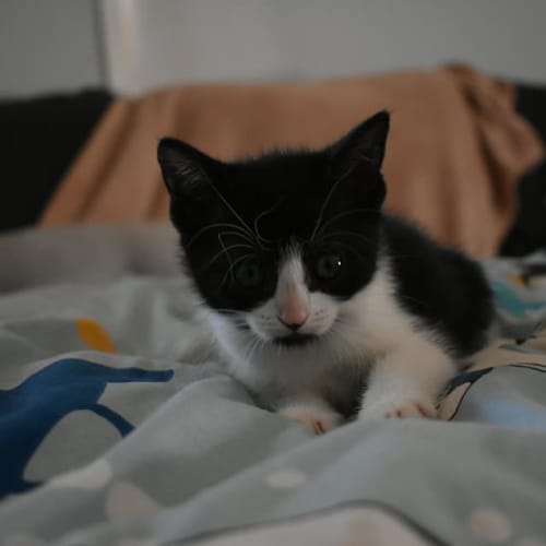 Minie