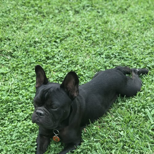 Franklin (aka Frankie)