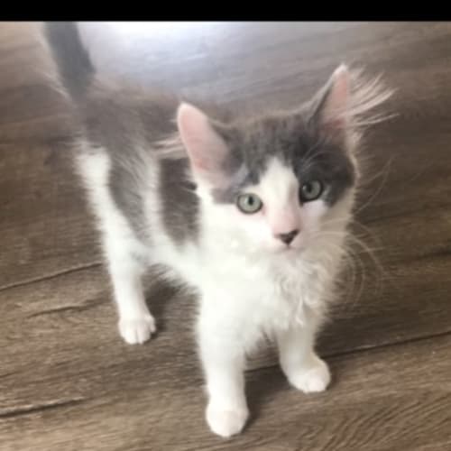Maisy