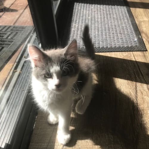 Willow