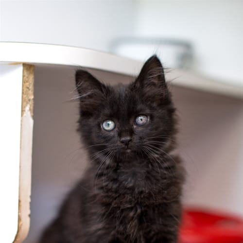 Ebony