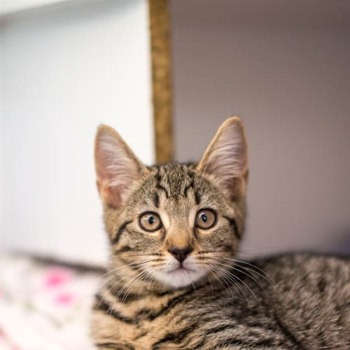 Precious