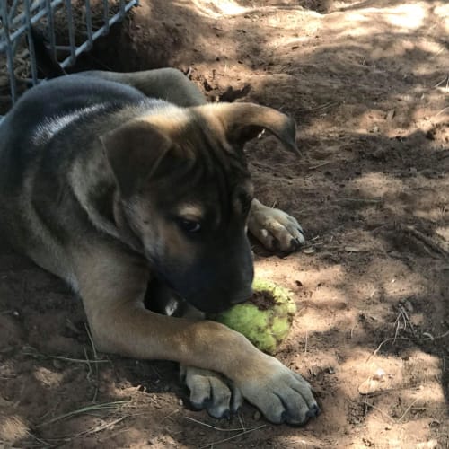 Tyson