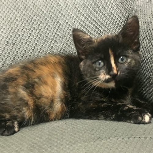 Pepper