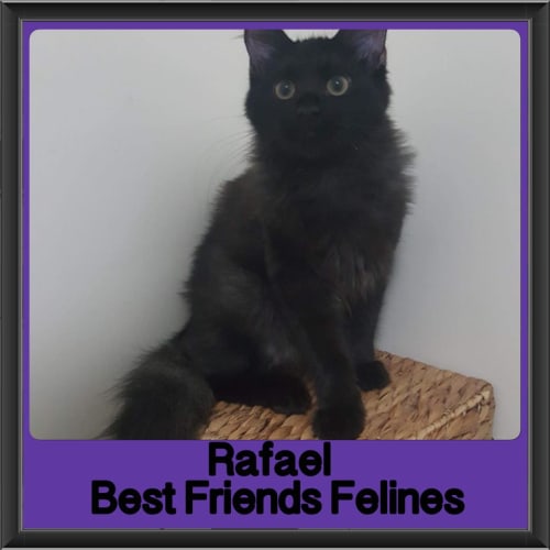 Rafael 