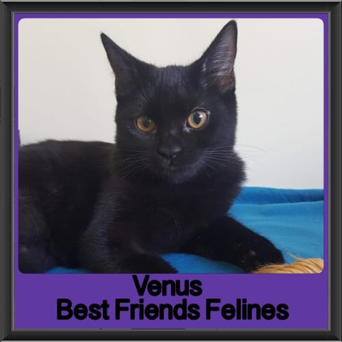 Venus