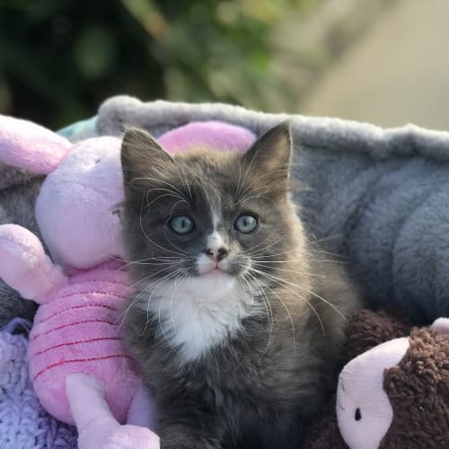 Leo 💙