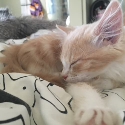 Hunter **2nd Chance Cat Rescue**