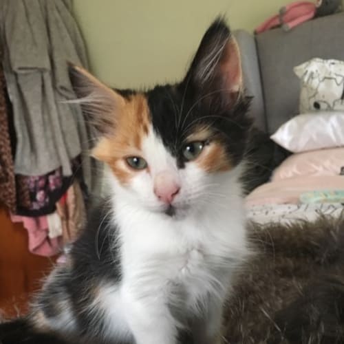 Soozie **2nd Chance Cat Rescue**