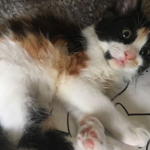 Sassy **2nd Chance Cat Rescue**