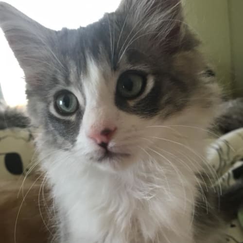 Toto **2nd Chance Cat Rescue**