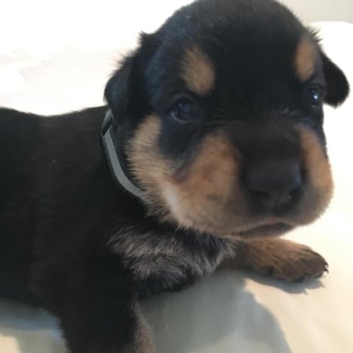 Rottie pups