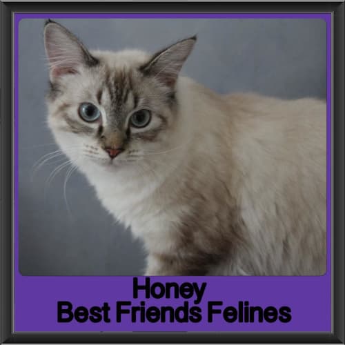 Honey 