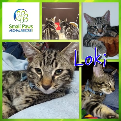 Loki