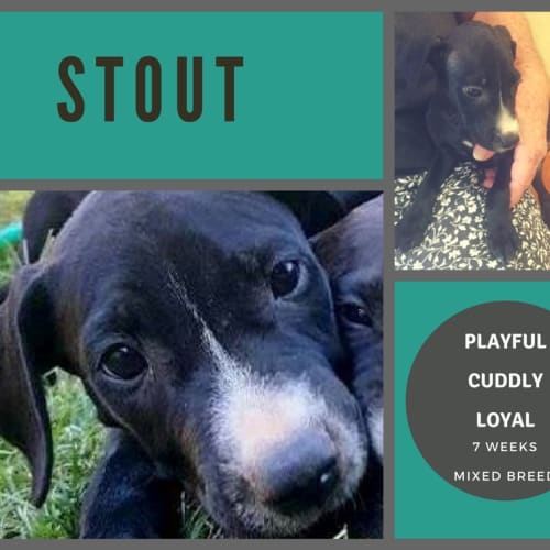 Stout