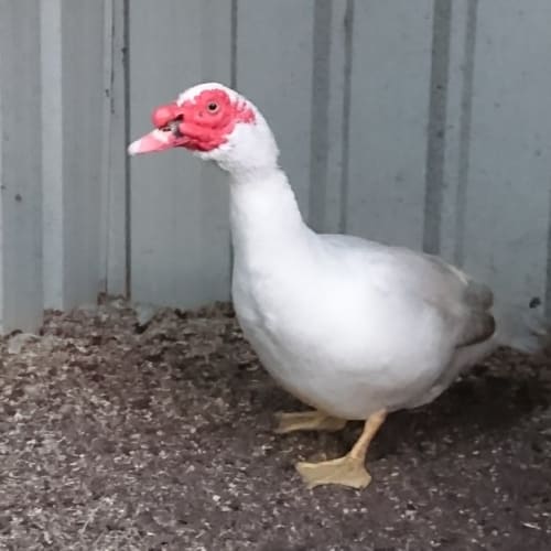 Sir Ernest - Muscovy 