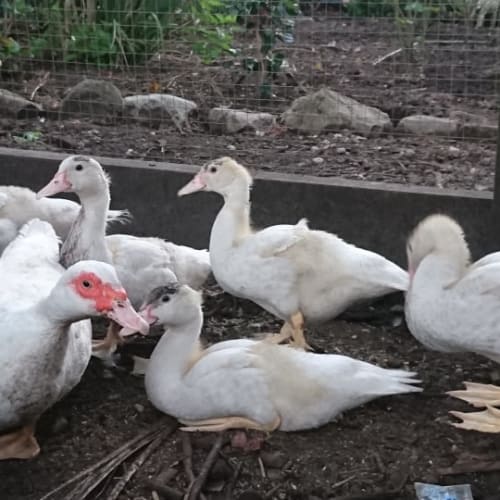 Muscovy Drakes x3