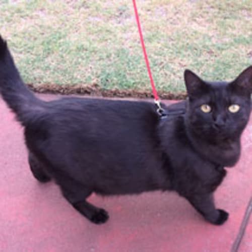 Phoebie (BnC425) 