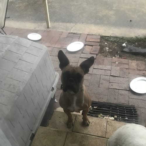 Simba